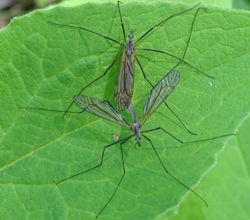 Tipula varipennis